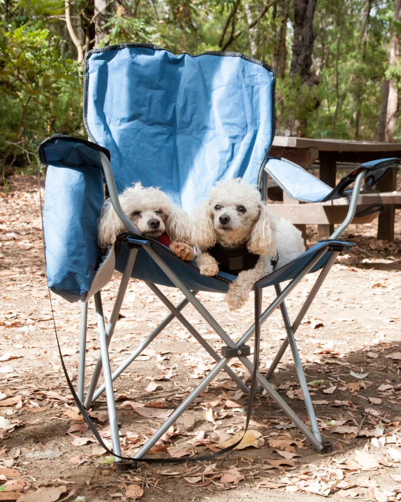 checklist location van animal chien